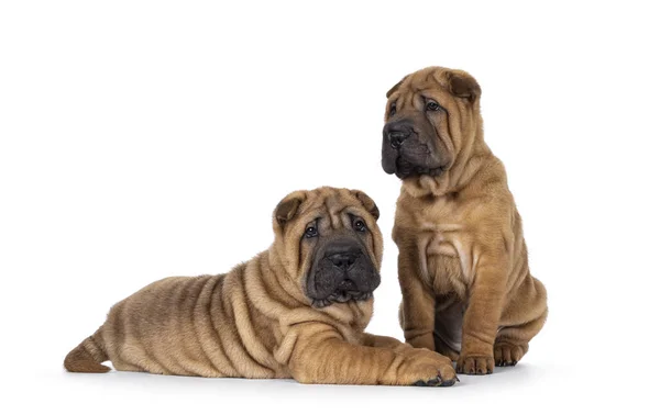 Zwei Entzückende Shar Pei Hundewelpen Die Nebeneinander Sitzen Und Liegen — Stockfoto