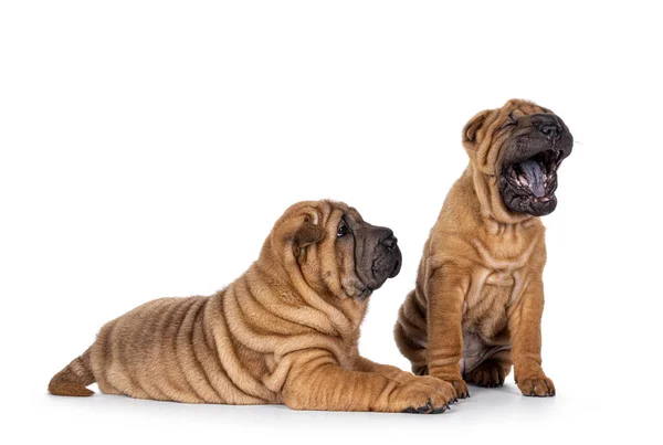 Zwei Entzückende Shar Pei Hundewelpen Die Nebeneinander Sitzen Und Liegen — Stockfoto