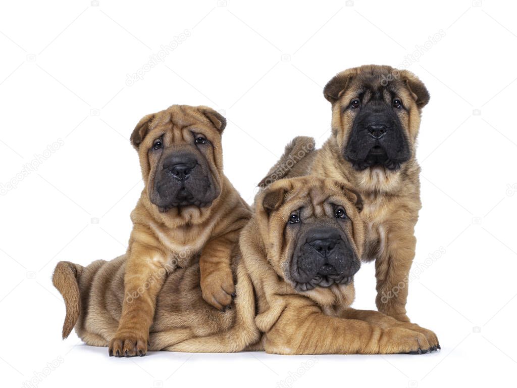 Three adorable Shar-pei dog puppies, sitting and laying over and beside each other. Looking straight to the camera. Isolated on a white background.