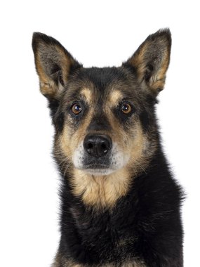 Tatlı yaşlı çoban köpeğinin kafasından, yan yana oturarak. Doğrudan kameraya bakıyorum. Beyaz bir arkaplanda izole edilmiş.