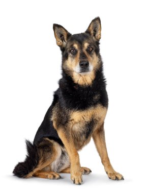 Tatlı çoban köpeği, yüzü önde oturuyor. Kameraya doğru bakıyorum. Beyaz bir arkaplanda izole edilmiş.