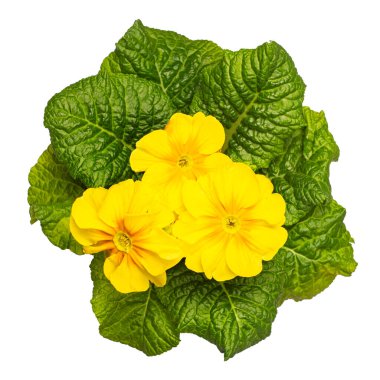 Sarı, katı Primula Vulgaris fabrikasının üst görüntüsü. Beyaz bir arkaplanda izole edilmiş.