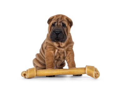 Tapılası Shar-pei köpek yavrusu, büyük bir kemikle oturuyor. Sevimli, sarkık gözlerle kameraya bakıyorum. beyaz arkaplanda izole edilmiş.