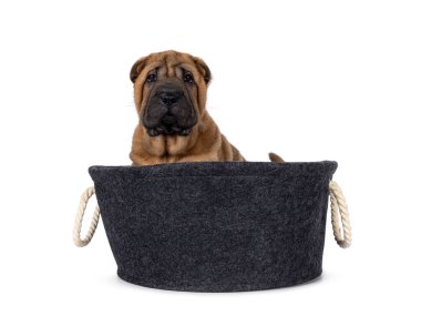 Gri keçeli sepetin içinde oturan sevimli Shar-pei köpek yavrusu. Sevimli, sarkık gözlerle kameradan uzağa bakıyor. beyaz arkaplanda izole edilmiş.