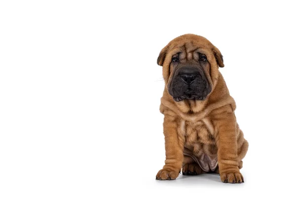 Schattige Shar Pei Hond Pup Zit Vooraan Naar Camera Kijkend — Stockfoto