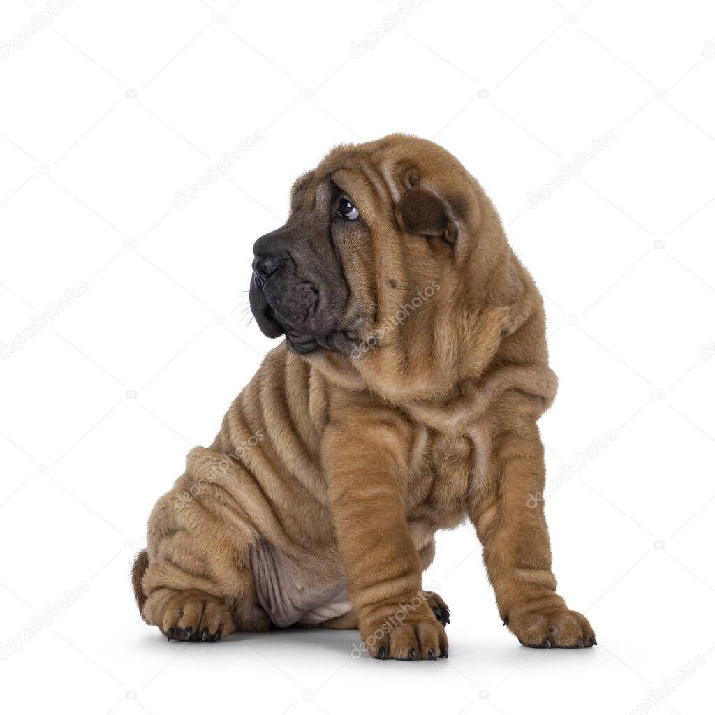 Adorable Shar-pei dog pup, sitting up  side ways. Looking away from camera with cute droopy eyes. isolated on a white background.