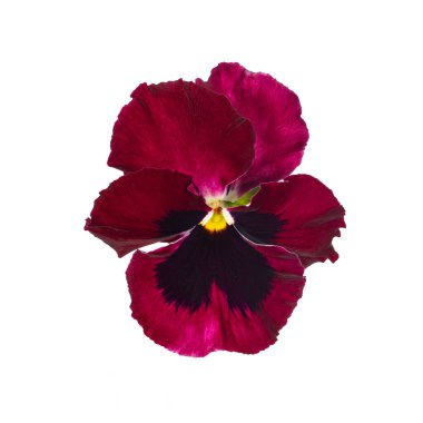 Tek bordo kırmızı menekşe çiçeğinin en üst görüntüsü. Beyaz bir arkaplanda izole edilmiş.
