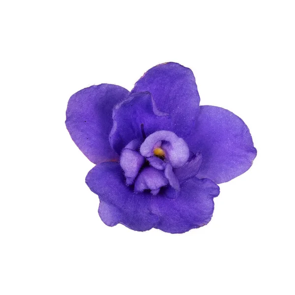 Vista Superior Único Azul Roxo Saintpaulia Aka Flor Violeta Africano — Fotografia de Stock