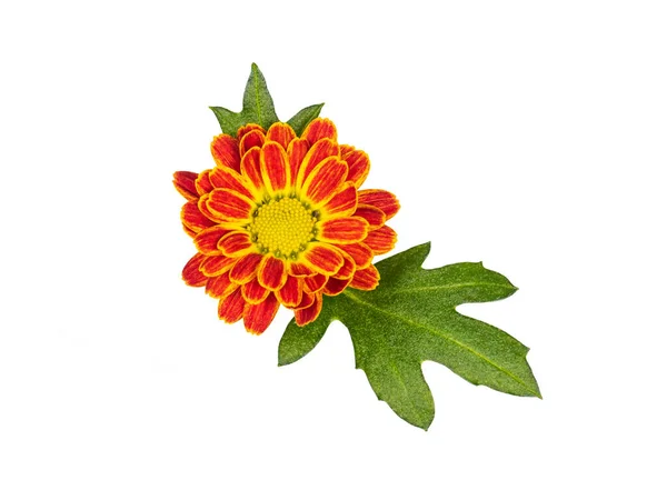 Draufsicht Auf Eine Einzelne Orange Mit Gelber Chrysanthemenblüte Isoliert Auf — Stockfoto