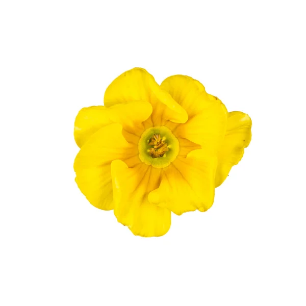 Vista Dall Alto Del Singolo Fiore Giallo Primula Vulgaris Isolato — Foto Stock