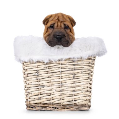 Tapılası Shar-pei köpek yavrusu, sahte kürk astarlı bir sepetin içinde oturuyor. Başını yana eğ ve kameraya doğru sarkık şirin gözlerle bak. Beyaz bir arkaplanda izole edilmiş.
