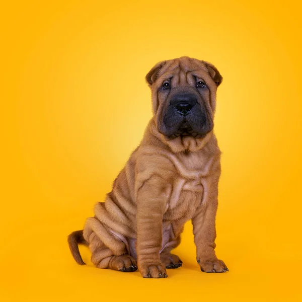 Adorável Cachorro Cão Shar Pei Sentado Frente Para Frente Olhando — Fotografia de Stock
