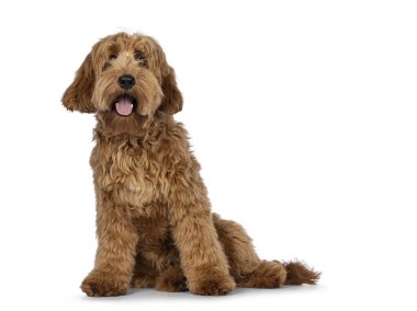 Sevimli kırmızı abricot Cobberdog lakabı Labradoodle köpek yavrusu, önde oturuyor. Pembe dilin dışarıdayken kameraya bakıyorsun. Beyaz arkaplanda izole.