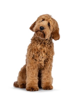 Sevimli kırmızı abricot Cobberdog namı diğer Labradoodle köpeği, önde oturuyor. Kafasını yana eğmiş, tuhaf yan yollara bakıyor. Beyaz arkaplanda izole.
