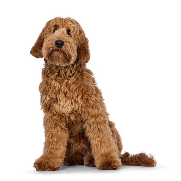 Adorável Abricote Vermelho Cobberdog Aka Labradoodle Cachorro Cão Sentado Frente — Fotografia de Stock