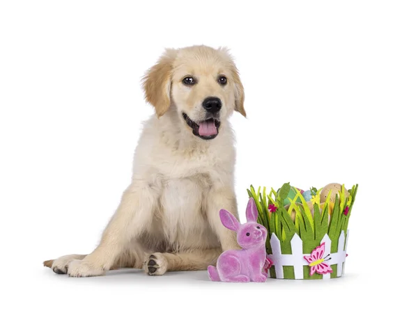 Golden Retriever Pup Sitting Colorful Easter Decorations Pup Looking Camera — Stock Photo, Image