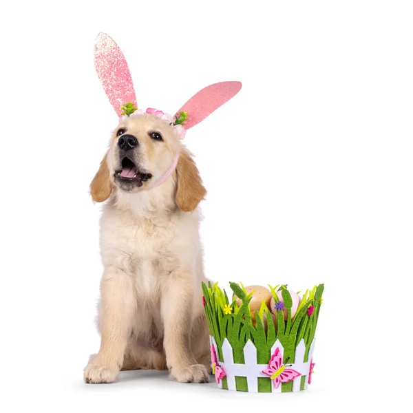 Golden Retriever Pup Sitting Colorful Easter Decorations Wearing Bunny Ears — Stock Photo, Image