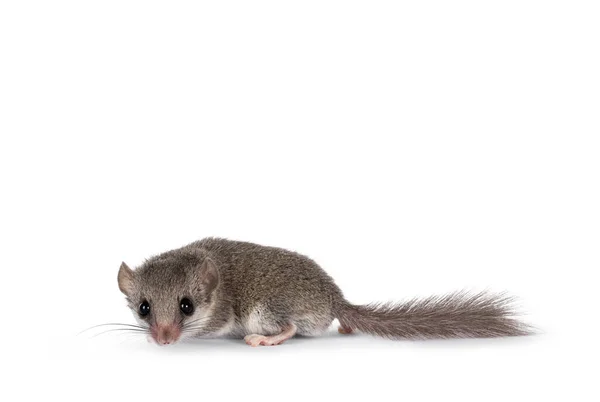 Χαριτωμένο Μικροσκοπικό Αφρικάνικο Ποντίκι Γνωστό Και Graphiurus Murinus Στέκεται Πλάι — Φωτογραφία Αρχείου