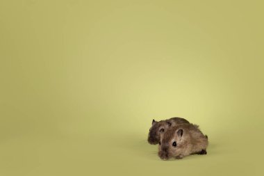 İki koyu kahverengi gerbil, yan yana duruyorlar. Kameraya doğru bakıyorum. Yeşil bir arkaplanda izole edilmiş.