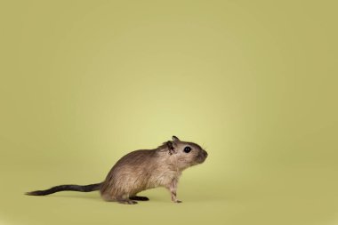 Koyu kahverengi gerbil, yan yana duruyor. Kameradan uzakta meraklı bakışlar. Yeşil bir arkaplanda izole edilmiş.
