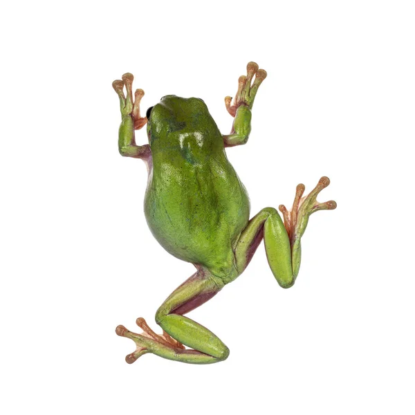 Top View Green Tree Frog Aka Ranoidea Caerulea Isolated White — Stock Photo, Image