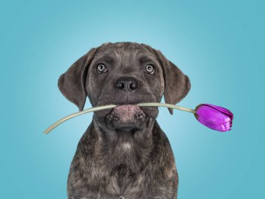 Cane Cane Corso 'nun köpek yavrusunun kafası öne bakıyor. Ağzında mor sahte çiçekle kameraya doğru bakıyorsun. Katı bir turkuaz arka planda izole edilmiş.