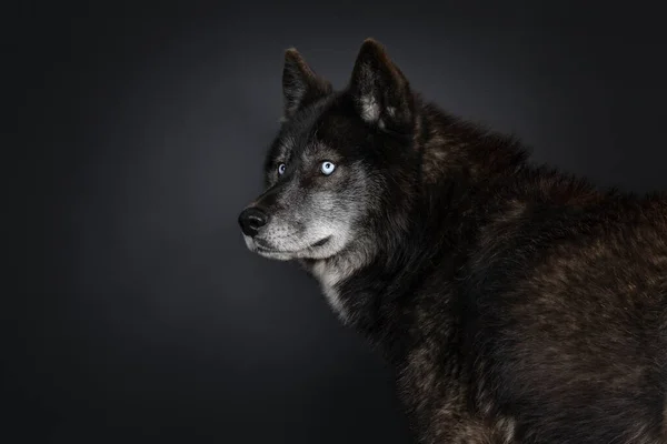 Head Shot Black American Wolfdog Mesmerizing Light Blue Eyes Profile — Stock Photo, Image