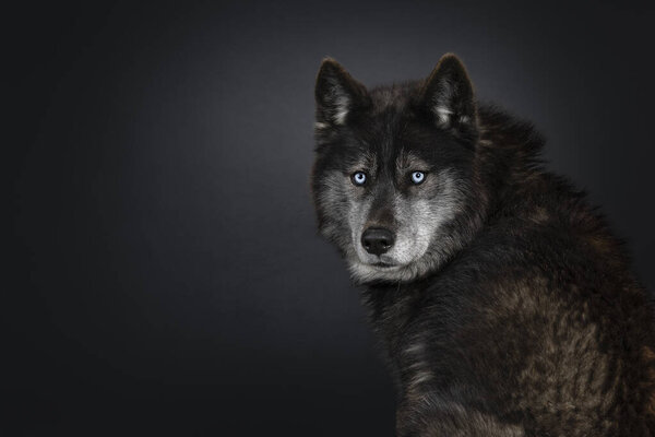 Head shot of black American Wolfdog with mesmerizing light blue eyes. Looking over shoulder towards camera. Isolated on a black background.