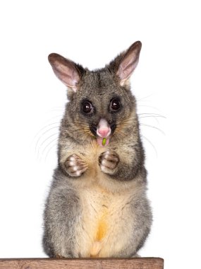 Brushtail Possum aka Trichosurus vulpecula, sitting facing front wooden box. Looking straight to the camera. Eating fresh green spinach from paws. Isolated on a white background. clipart