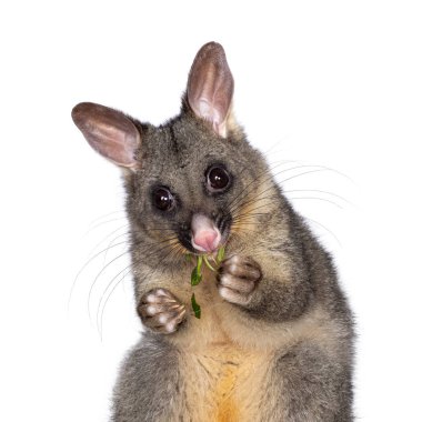 Head shot of Brushtail Possum aka Trichosurus vulpecula, sitting facing front wooden box. Looking straight to the camera. Eating fresh green spinach from paws. Isolated on a white background. clipart