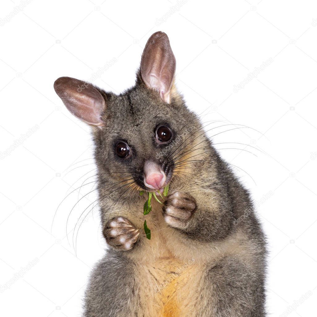 Head shot of Brushtail Possum aka Trichosurus vulpecula, sitting facing front wooden box. Looking straight to the camera. Eating fresh green spinach from paws. Isolated on a white background.