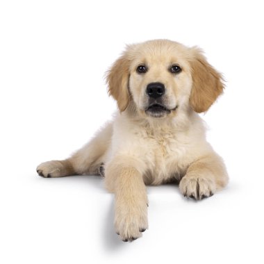 Sevimli 3 aylık Golden Retriever yavrusu, yüzükoyun yatıyordu. Koyu kahverengi gözlerle kameraya doğru bakıyor. Beyaz bir arkaplanda izole edilmiş.