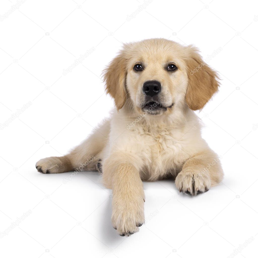 Adorable 3 months old Golden retriever pup, laying down facing front on edge. Looking towards camera with dark brown eyes. Isolated on a white background.