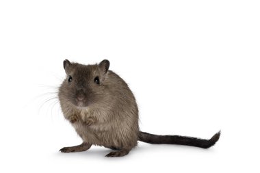 Genç, kahverengi gerbil, nam-ı diğer Meriones unguiculatus. Arka patilerin önünde duruyor. Kameraya doğru bakıyorum. Beyaz bir arkaplanda izole edilmiş.