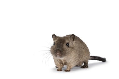 Genç, kahverengi gerbil, nam-ı diğer Meriones unguiculatus. Önüne bak. Kameranın yanına bakıyorum. Beyaz bir arkaplanda izole edilmiş.