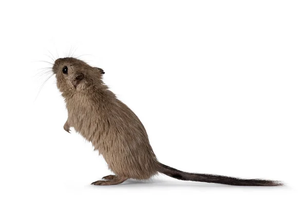 Young Adult Brown Gerbil Aka Meriones Unguiculatus Standing Side Ways — стоковое фото