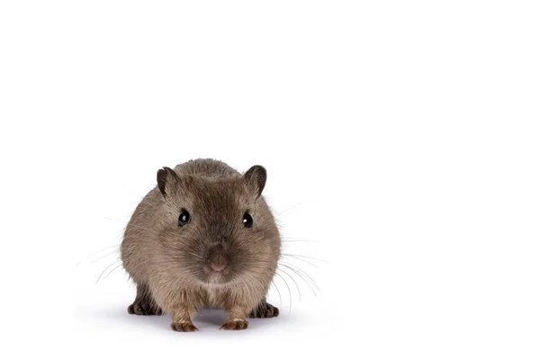 Young Adult Brown Gerbil Aka Meriones Unguiculatus Standing Facing Front — 스톡 사진