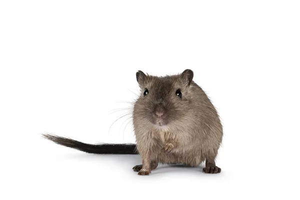 Jeune Adulte Brun Gerbil Alias Meriones Unguiculatus Debout Face Avant — Photo