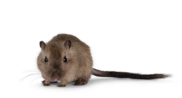 Ung Vuxen Brun Gerbil Aka Meriones Unguiculatus Stå Vänd Framåt — Stockfoto