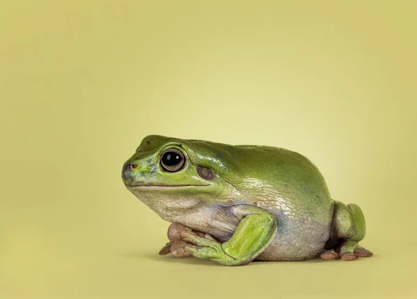 Green Tree Frog Aka Ranoidea Caerulea Sitting Side Ways Looking — Stock Photo, Image