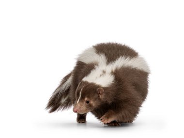 Beyaz çizgili sevimli, klasik kahverengi, genç kokarca nam-ı diğer Mephitis mephitis, hareket ediyor ve yan yana dönüyor. Baş ve kuyruk aşağı, kameradan uzağa bakıyor. Beyaz bir arkaplanda izole edilmiş.