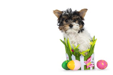 Sevimli Biewer Yorkshire Terrier köpek yavrusu renkli keçeli sepetin içinde Paskalya yumurtaları ile oturuyor. Kameraya doğru bakıyorum. Beyaz bir arkaplanda izole edilmiş.