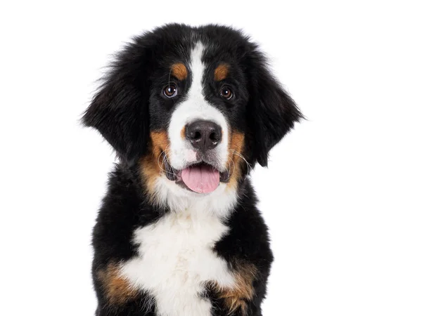 Hoofdfoto Van Jonge Berner Sennen Hond Zittend Kijk Naar Camera — Stockfoto