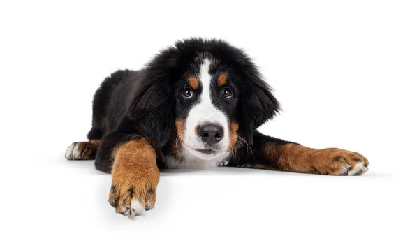 Knappe Jonge Berner Sennen Hond Liggend Rand Kijkend Naar Camera — Stockfoto