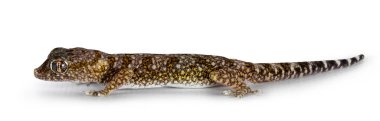 Dune gecko aka Stenodactylus petrii, standing side ways. isolated on a white background.