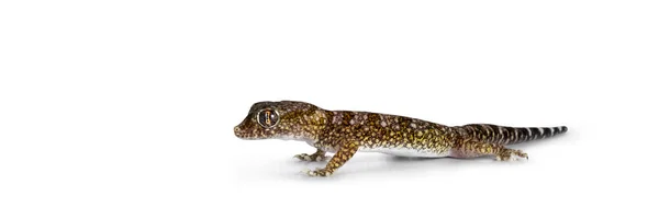 Dune Gecko Aka Stenodactylus Petrii Standing Side Ways Isolated White — Stok fotoğraf