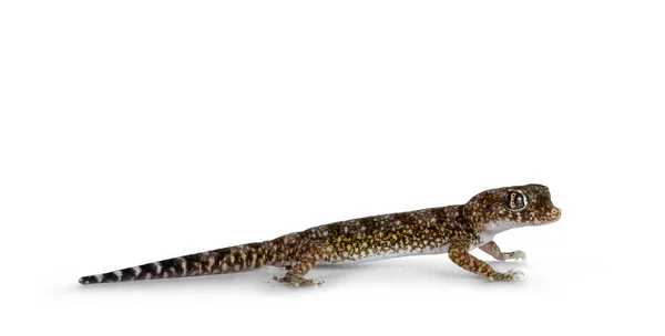Dune Gecko Άλλως Stenodactylus Petrii Στέκεται Πλάι Απομονωμένο Λευκό Φόντο — Φωτογραφία Αρχείου