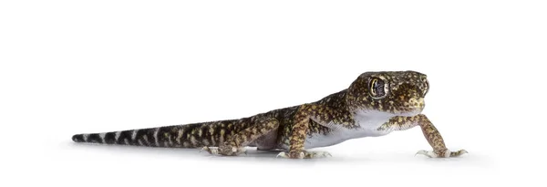 Dune Gecko Aka Stenodactylus Petrii Standing Side Ways Isolated White — Stock fotografie
