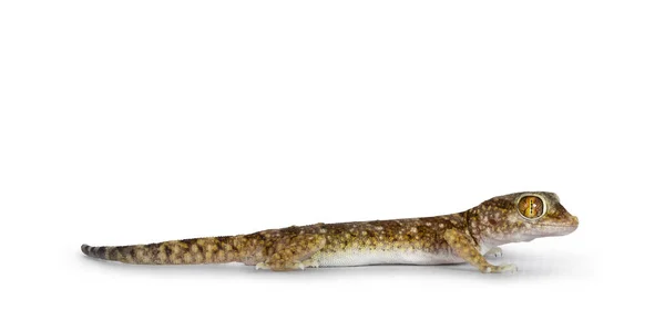 Dune Gecko Aka Stenodactylus Petrii Standing Side Ways Isolated White — Foto Stock