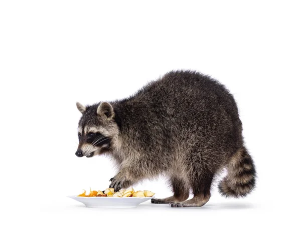 Adorable Raccoon Aka Procyon Lotor Standing Sideways Eating Fruit Plate — Zdjęcie stockowe